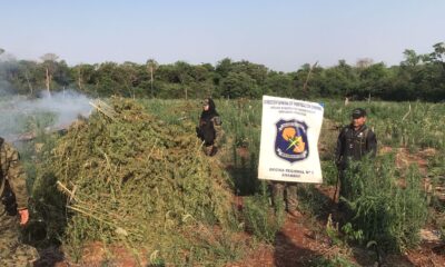 Basalto 2: Antinarcóticos destruyó dos parcelas de plantaciones de marihuana en la colonia San Luis