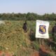 Basalto 2: Antinarcóticos destruyó dos parcelas de plantaciones de marihuana en la colonia San Luis