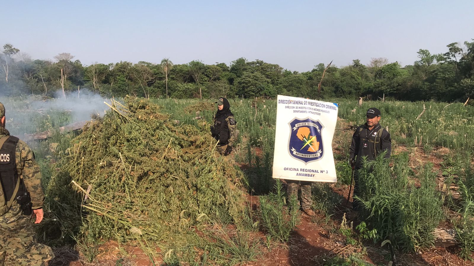 Basalto 2: Antinarcóticos destruyó dos parcelas de plantaciones de marihuana en la colonia San Luis Basalto 2: Antinarcóticos destruyó dos parcelas de plantaciones de marihuana en la colonia San Luis