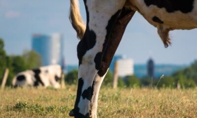 Expolicía fue atropellado por un toro: cayó de cabeza y murió