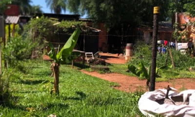 Hombre de 74 años muere tras ser atacado por abejas en Luque