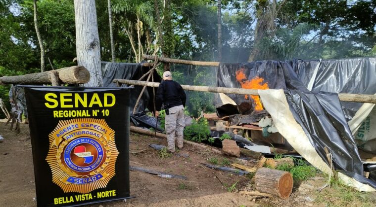 Senad destruye más de 13 toneladas de marihuana en Amambay Senad destruye más de 13 toneladas de marihuana en Amambay