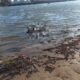 Remeros hallan cadáver de una mujer en la Bahía de Asunción