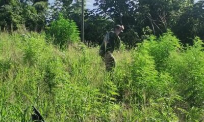 Destruyen plantaciones de marihuana en etapa de crecimiento en Bella Vista