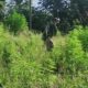 Destruyen plantaciones de marihuana en etapa de crecimiento en Bella Vista