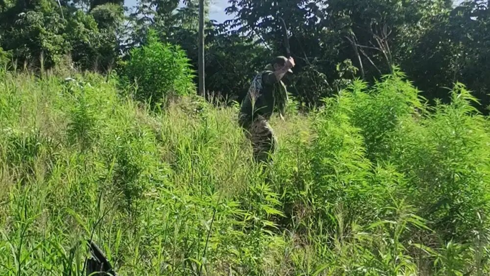 Destruyen plantaciones de marihuana en etapa de crecimiento en Bella Vista Destruyen plantaciones de marihuana en etapa de crecimiento en Bella Vista