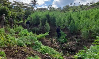 Eliminan 30 toneladas de droga en Bella Vista: golpe de casi un millón de dólares