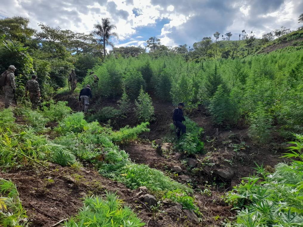 Eliminan 30 toneladas de droga en Bella Vista: golpe de casi un millón de dólares Eliminan 30 toneladas de droga en Bella Vista: golpe de casi un millón de dólares