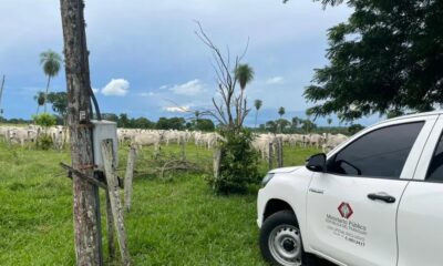 Tras operativo en Brasil, recuperan 123 vacas de raza robadas en territorio paraguayo