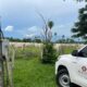 Tras operativo en Brasil, recuperan 123 vacas de raza robadas en territorio paraguayo
