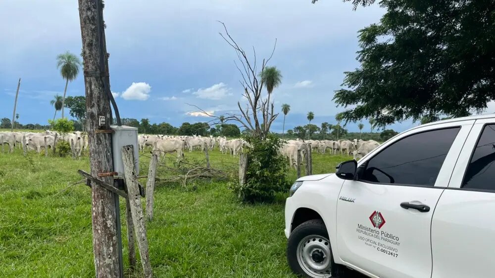 Tras operativo en Brasil, recuperan 123 vacas de raza robadas en territorio paraguayo Tras operativo en Brasil, recuperan 123 vacas de raza robadas en territorio paraguayo