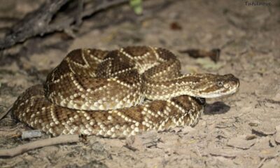 Bella Vista: Niño de 4 años fue víctima de mordedura de serpiente