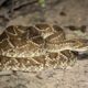 Bella Vista: Niño de 4 años fue víctima de mordedura de serpiente