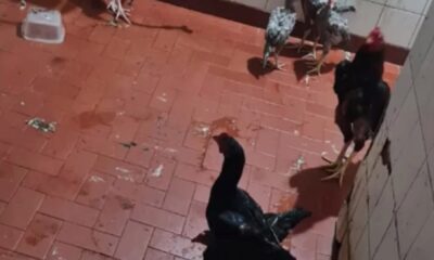 Rescatan gallos, gallinas y polluelos de la cárcel de Tacumbú