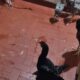 Rescatan gallos, gallinas y polluelos de la cárcel de Tacumbú