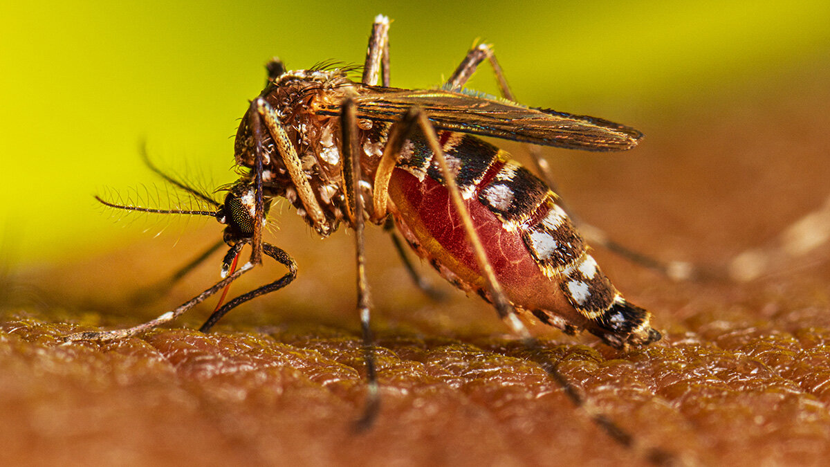 Mujer fallece en Pedro Juan Caballero por sospecha de dengue grave Mujer fallece en Pedro Juan Caballero por sospecha de dengue grave