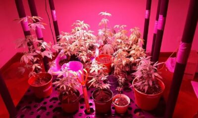 Marihuana vip: Fiscalía pide penas de hasta 12 años para acusados