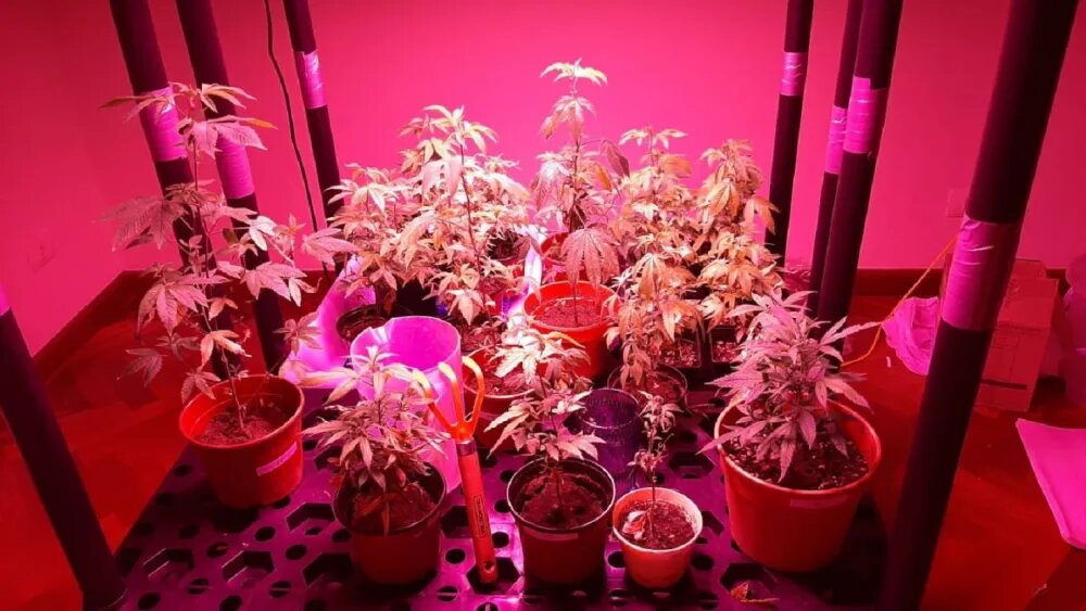Marihuana vip: Fiscalía pide penas de hasta 12 años para acusados