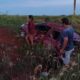 Zanja Pytã: Automóvil con cuatro ocupantes volcó en un camino vecinal de Fortuna Guazú