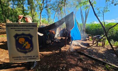 Capitán Bado: Antinarcóticos destruye seis hectáreas de plantación de marihuana
