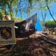 Capitán Bado: Antinarcóticos destruye seis hectáreas de plantación de marihuana