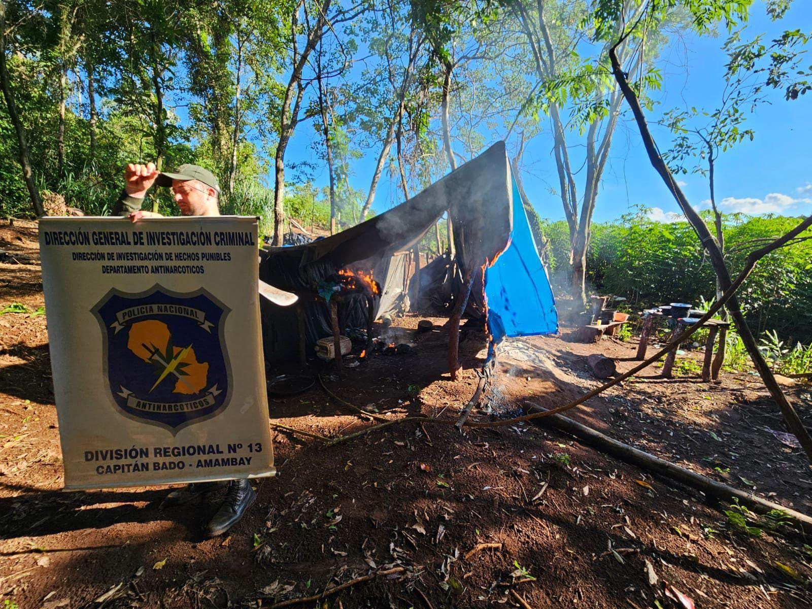 Capitán Bado: Antinarcóticos destruye seis hectáreas de plantación de marihuana Capitán Bado: Antinarcóticos destruye seis hectáreas de plantación de marihuana