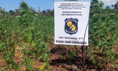 Operativo Basalto: Destruyen seis hectáreas de plantación de marihuana en Fortuna Guazú