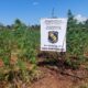 Operativo Basalto: Destruyen seis hectáreas de plantación de marihuana en Fortuna Guazú