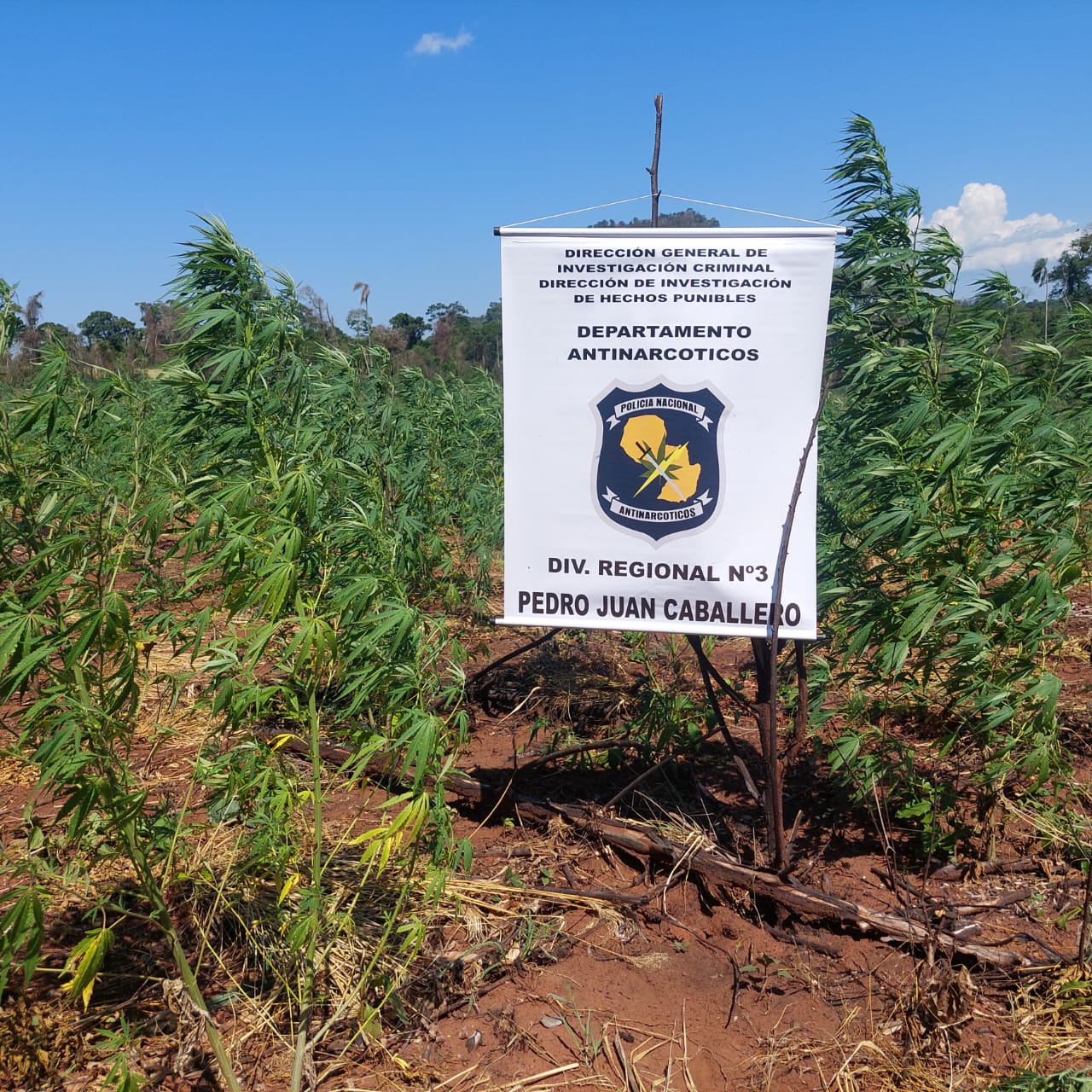 Operativo Basalto: Destruyen seis hectáreas de plantación de marihuana en Fortuna Guazú Operativo Basalto: Destruyen seis hectáreas de plantación de marihuana en Fortuna Guazú