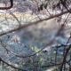 Hallan restos óseos en arroyo de Luque: pertenecerían a adulto mayor desaparecido