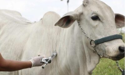 Se espera inmunizar a más de 350 mil animales bovinos en PJC contra la fiebre aftosa