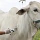 Se espera inmunizar a más de 350 mil animales bovinos en PJC contra la fiebre aftosa