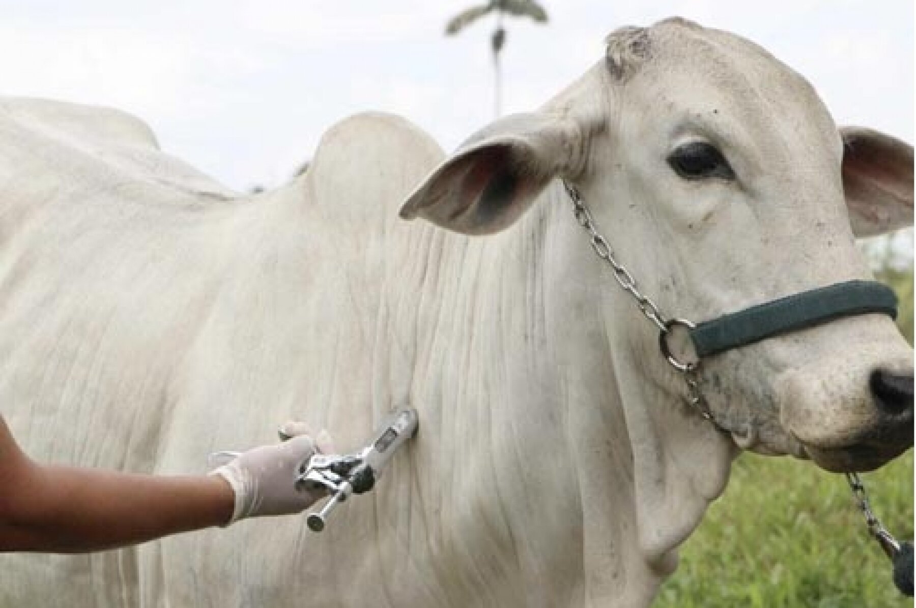 Se espera inmunizar a más de 350 mil animales bovinos en PJC contra la fiebre aftosa Se espera inmunizar a más de 350 mil animales bovinos en PJC contra la fiebre aftosa