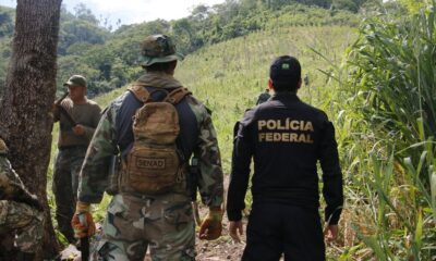 Anularon 200 toneladas de marihuana en Amambay