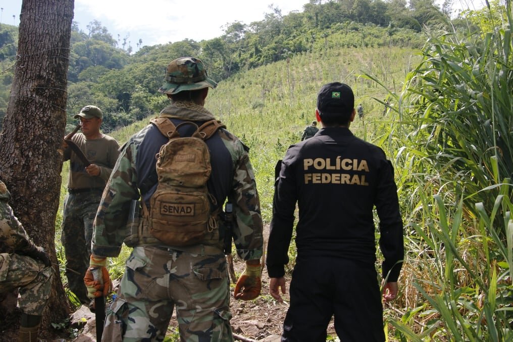 Anularon 200 toneladas de marihuana en Amambay Anularon 200 toneladas de marihuana en Amambay