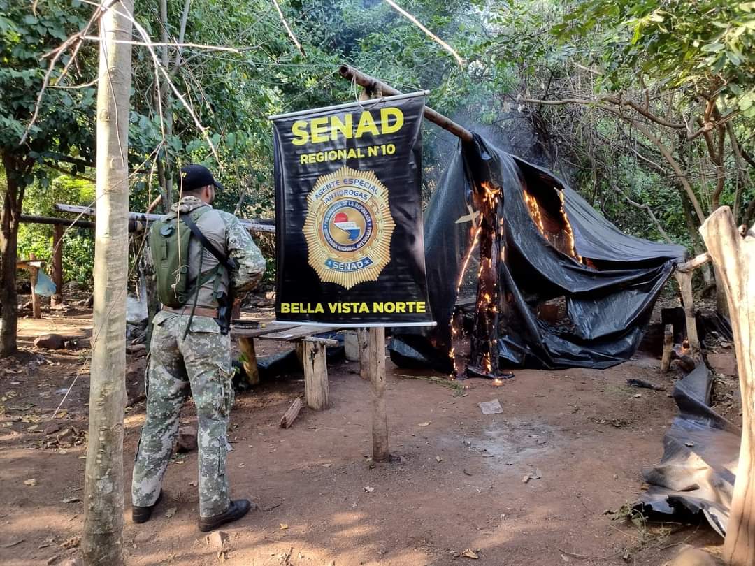SENAD elimina 12 toneladas de droga en Bella Vista Norte SENAD elimina 12 toneladas de droga en Bella Vista Norte