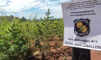 Cerro Corá: Antinarcóticos destruyó cuatro hectáreas de plantaciones de marihuana en Lorito Picada