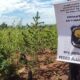 Cerro Corá: Antinarcóticos destruyó cuatro hectáreas de plantaciones de marihuana en Lorito Picada