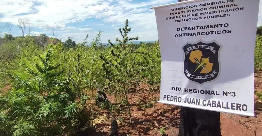 Cerro Corá: Antinarcóticos destruyó cuatro hectáreas de plantaciones de marihuana en Lorito Picada Cerro Corá: Antinarcóticos destruyó cuatro hectáreas de plantaciones de marihuana en Lorito Picada