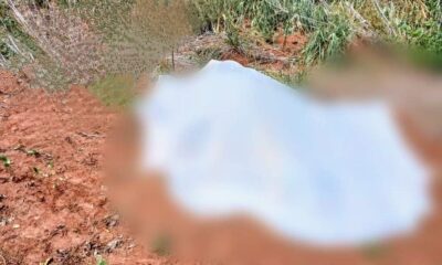 Iba en busca de miel: hombre fallece tras sufrir ataque de enjambre de abejas