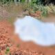 Iba en busca de miel: hombre fallece tras sufrir ataque de enjambre de abejas