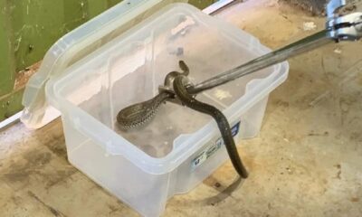 Bomberos rescatan a serpiente de una vivienda en Minga Guazú
