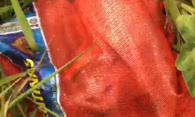 Video: Al menos 30 gatos son arrojados en bolsas al costado de la cárcel de Pedro Juan Caballero