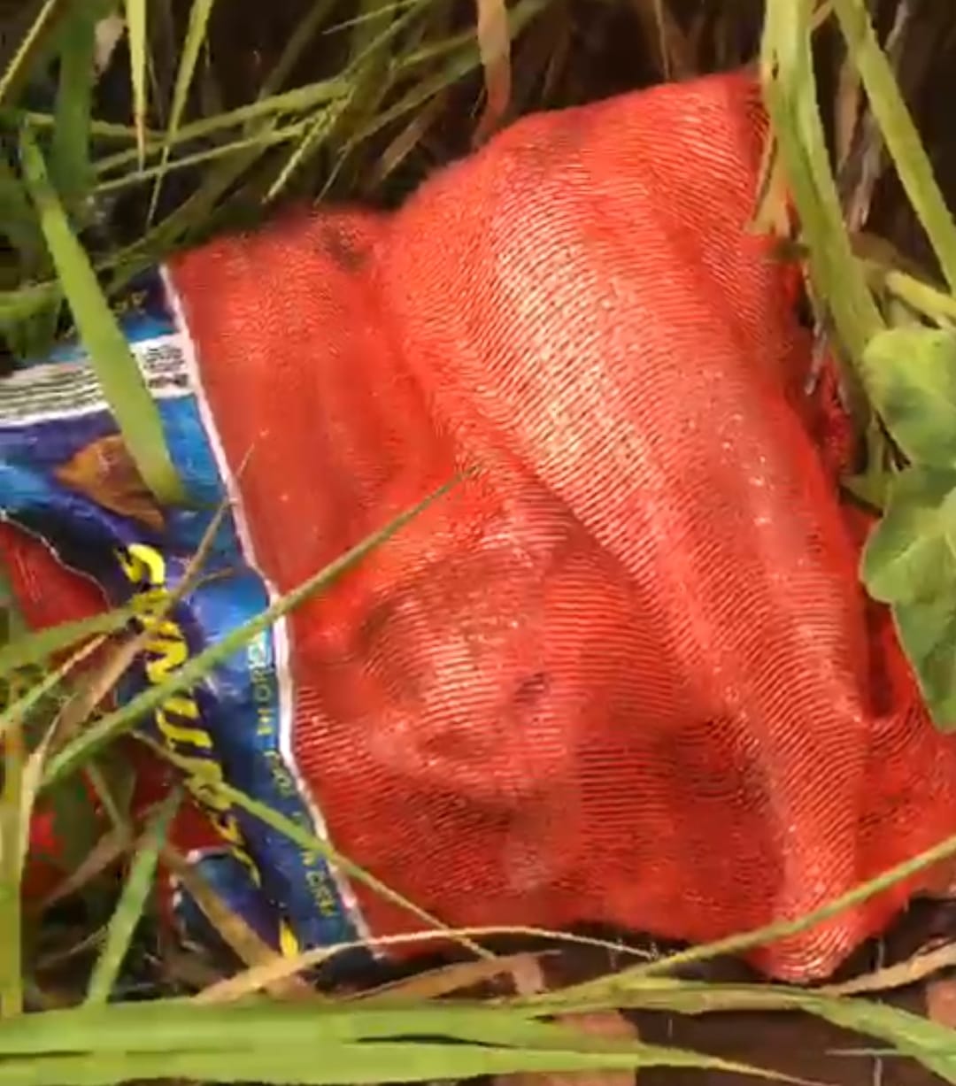 Video: Al menos 30 gatos son arrojados en bolsas al costado de la cárcel de Pedro Juan Caballero Video: Al menos 30 gatos son arrojados en bolsas al costado de la cárcel de Pedro Juan Caballero