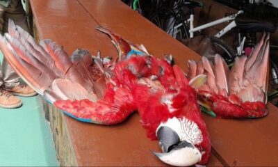 Crueldad: Asesinan a un guacamayo rojo en Luque