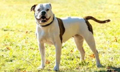 Anciana fue atacada por jauría de perros Bulldog y quedó en grave estado