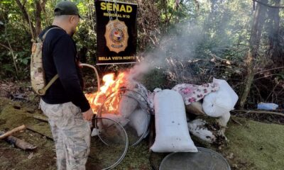 Bella Vista: destruyen 14 toneladas de marihuana valuada en 420.000 dólares