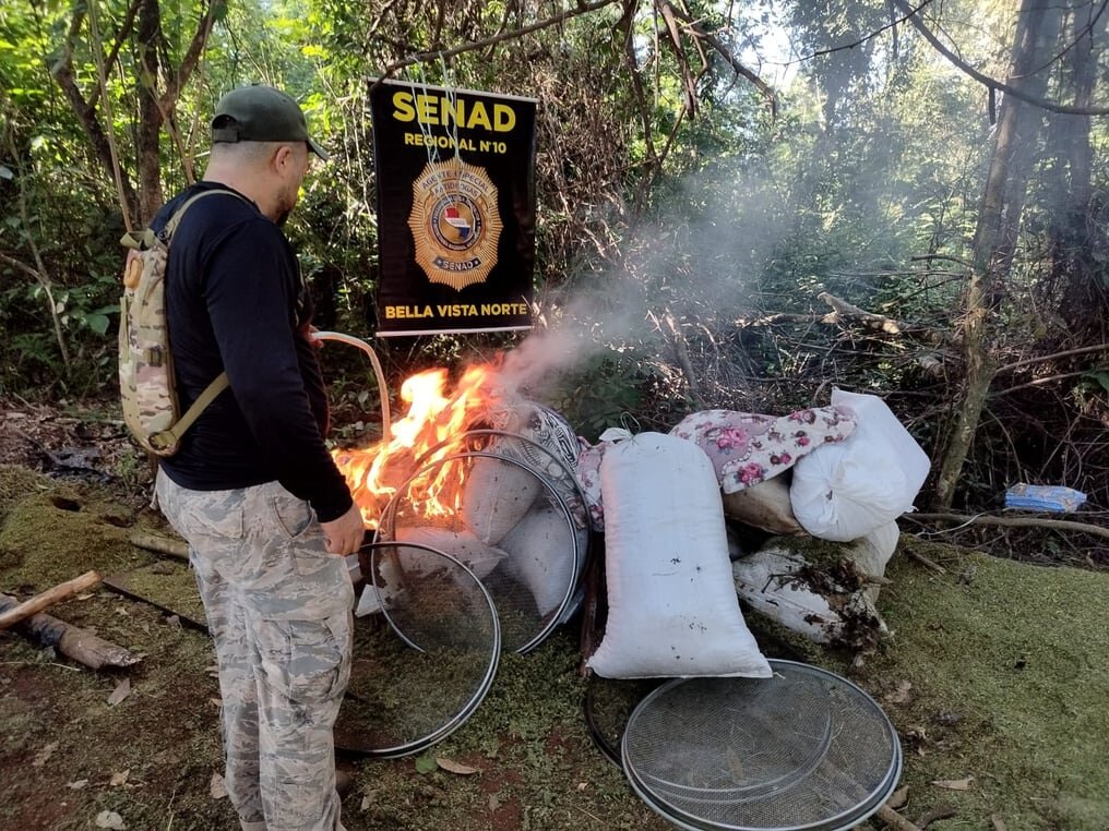 Bella Vista: destruyen 14 toneladas de marihuana valuada en 420.000 dólares Bella Vista: destruyen 14 toneladas de marihuana valuada en 420.000 dólares