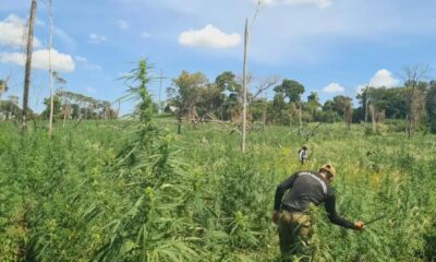 Eliminan marihuana en zonas equivalentes a 761 estadios del Defensores del Chaco