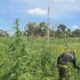 Eliminan marihuana en zonas equivalentes a 761 estadios del Defensores del Chaco